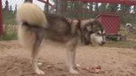 12 huskies, 3 rabbits and a Shih Tzu — and 1 Labrador City family taking them to safety