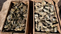 Federal oyster licence buyback for P.E.I. wild oyster fishers to start Sept. 1, MP says