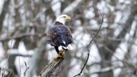 Why southwestern Ontario's conservationists worry Bill 5 could erase history and wildlife