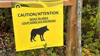 Wolf killed at Yellowknife's Ranney Hill was in bad shape; likely same wolf that bit hiker