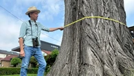 One of Toronto's oldest elm trees is on its last legs. Researchers are racing to re-grow copies