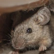 Cleaning out the shed or cottage for spring? Here’s how to protect yourself from hantavirus