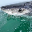 There's a great white shark in the Gulf of St. Lawrence. Don't worry — it's normal