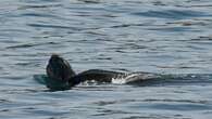 Whale watchers catch rare glimpse of leatherback turtle in Bay of Fundy