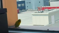 Homer the budgie’s Yellowknife odyssey ends, 6 other pet birds still at large