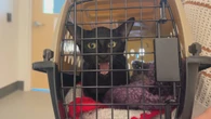 P.E.I.’s Humane Society makes long-awaited moved to new home
