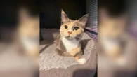 Ontario Animal welfare groups unite to provide emergency housing for displaced northwest pets