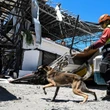 20,000 displaced by Philippine earthquake that killed at least 37