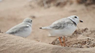 Endangered piping plovers have returned to P.E.I. for another breeding season