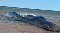 Sperm whales remain stranded off P.E.I.’s North Shore