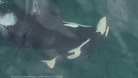 Another endangered female orca found pushing dead baby calf: researchers