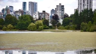 'It's disgusting': Algae takes over Stanley Park's Lost Lagoon