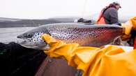 Quebec introduces salmon fishing restrictions amid decline in migration to rivers