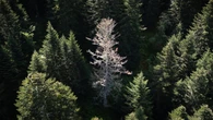 Forest bans in N.B. and N.S. spark backlash, confusion