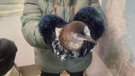 Bird that breeds in Tasmania found 'a long way from home,' in Canadian Arctic