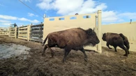 40 hours of non-stop driving brings Alberta bison to their new home in Alaska
