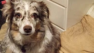 Dog gets stitched up at local hospital in Watson Lake, Yukon, after being impaled by stick