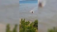 Volunteer firefighters rescue teenage boy clinging to driftwood in Glace Bay