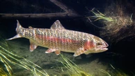 Company fined $60K for blocking fish movement in B.C.