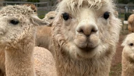 How Janet Ogilvie went from a desk job in Ontario to alpaca farmer in rural P.E.I.