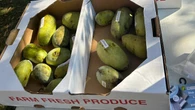 Ever heard of pawpaws? This Quebec town has a festival devoted to the special fruit