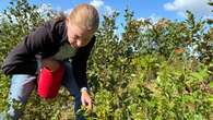 Bye-bye, beef bucket: Meet a woman who designed a better berry-picking container