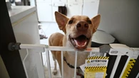 Parvovirus outbreak at housing complex left Londoner's dog 'knocking at death's door'