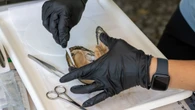 Scientists using mussels as 'messengers' of water quality, testing for chemicals in Ontario's Grand River