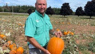 'If we don't get rain, we won't have a harvest': P.E.I. pumpkin farmers worry as fall nears