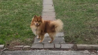 Saskatoon woman looking for 'justice' after dog attack leaves Pomeranian dead