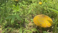 Mushrooms are booming on P.E.I. But which ones are safe to eat?