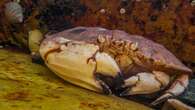 Increasing Jonah crab numbers a problem for lobster fishermen in parts of Nova Scotia