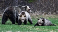 Banff grizzly cub struck by train in 'heartbreaking' loss for sensitive species