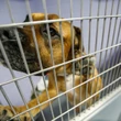 Some animal shelters in Canada are seeing more pet surrenders — because their owners can't afford them