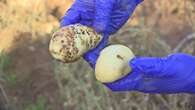 Scabbed potatoes are fine for humans, but N.L. research hopes to find ways to control the disease