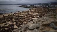 Hundreds of sea lions invade popular California beach