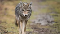 Risks of conflict, disease rise when homeless encampments encroach on urban coyote habitat, study cautions