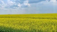 'Uncertainty is the only thing that is certain': Sask. farmers react to Chinese duty on canola