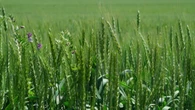 'Everything started regrowing': Alberta farmers welcome rainfall