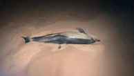 Dolphin found stranded on P.E.I.'s north shore dies
