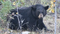Hundreds of bears have been sighted in northwestern Ontario this summer, but not more than last year