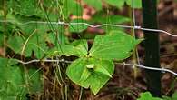 Plants on Mount Royal are being fenced-off, even hidden from the public, for their protection