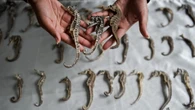 Millions of seahorses worth $29M smuggled illegally, study finds
