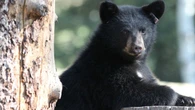 Northern B.C. animal rescue group mourns sudden deaths of 5 bears