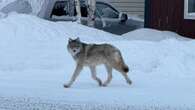 Wolf spotted wandering around Yellowknife over weekend