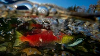 B.C. recreational anglers get rare chance to reel in sockeye amid bumper salmon run
