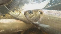Change at Mactaquac Dam sees millions more fish make it upriver to spawn