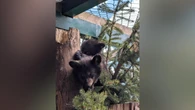 5 bear cubs orphaned in B.C. after mother illegally killed