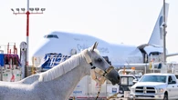 Passports, an airport lounge and 'luxury' air stalls: How horses fly into the Spruce Meadows Masters