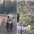 Grizzly feeding videos and black bear attack prompt bear safety reminders in B.C.